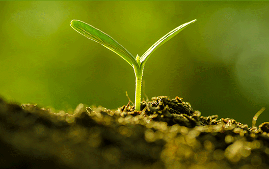 �p���ؽ�����Ⱦ