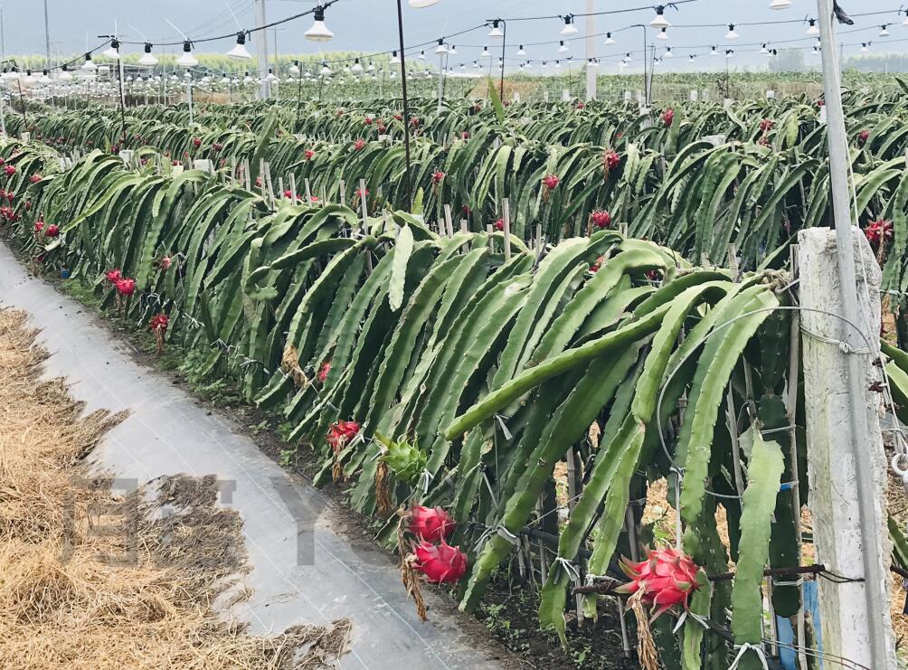 �V�|��ɽ������̼�������ЙC�ʷNֲ����