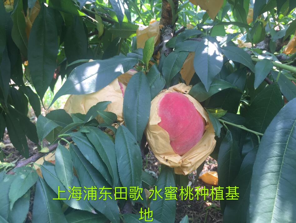 �Ϻ��֖|ˮ����̼�������ЙC�ʷNֲ����