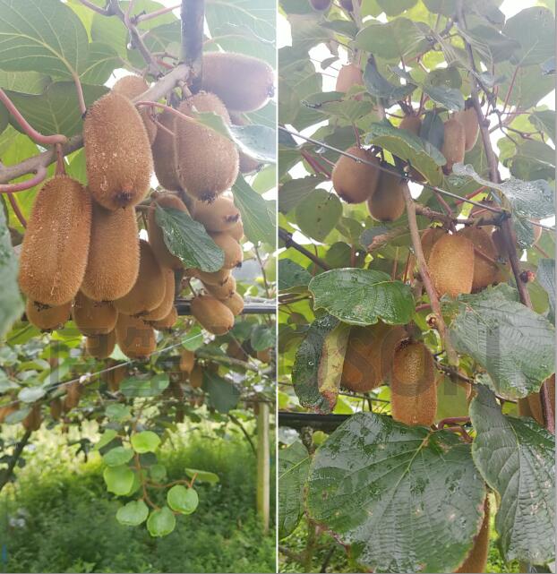 �F�ݫJ����̼�������ЙC��ԇ����