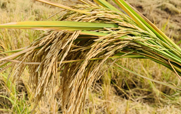 ���ϡ���̩�ס�̼�������ЙC��ԇ����