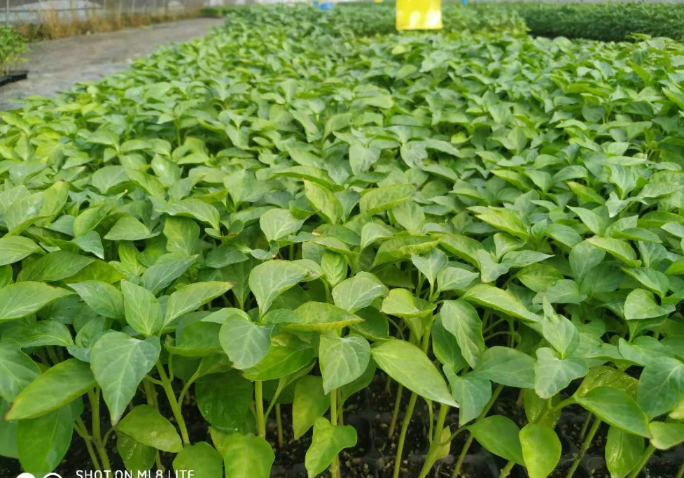 �����߰��Ϻ�����̼�������ЙC(j��)�ʷNֲ����