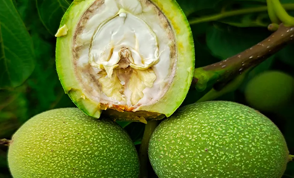 �Ժ�����Ƥ����Ҫԭ�ϵ��ЙC�ʰl�͹�ˇ�о�